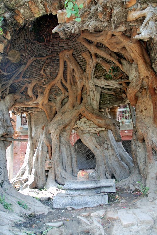 16 Kathmandu Gokarna Mahadev Temple Tree Shrine With Shiva Lingam 